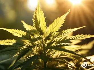 Unveiling The Therapeutic Potential Of Cannabis As Medicine