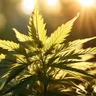 Unveiling The Therapeutic Potential Of Cannabis As Medicine