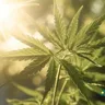 Practicing Mindfulness With Cannabis For Stress Relief