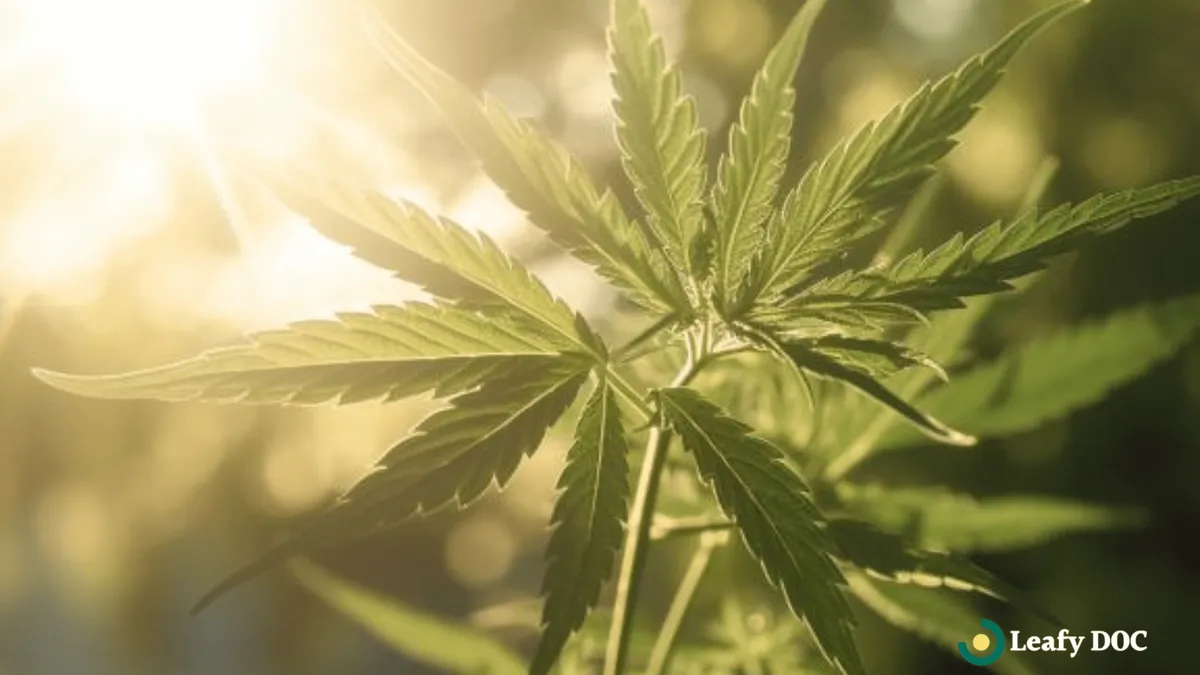 Practicing Mindfulness With Cannabis For Stress Relief