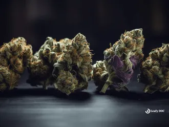 5 Popular Hybrid Medical Cannabis Strains