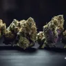 5 Popular Hybrid Medical Cannabis Strains