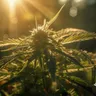 Why Does Cannabis Have A Skunky Odor?