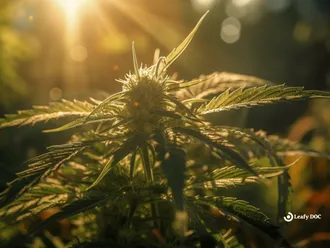 Why Does Cannabis Have A Skunky Odor?
