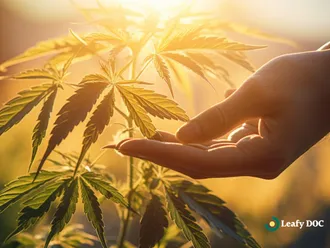 Explaining CBD: The Key Compound In Medical Cannabis