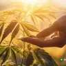 Explaining CBD: The Key Compound In Medical Cannabis