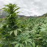 5 Innovative Women Paving The Way For The Cannabis Industry