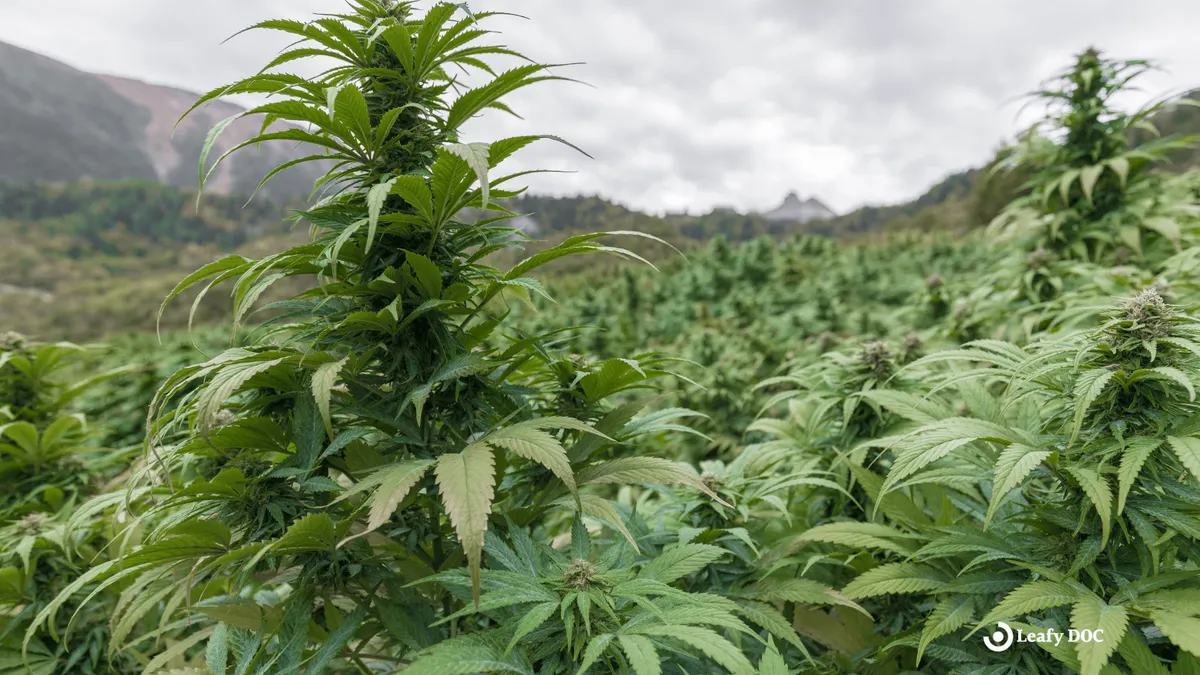 5 Innovative Women Paving The Way For The Cannabis Industry