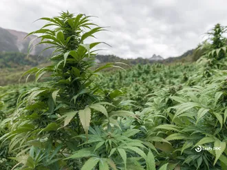 5 Innovative Women Paving The Way For The Cannabis Industry