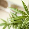 How Medical Marijuana and CBD Affect Post-Traumatic Stress Disorder (PTSD)