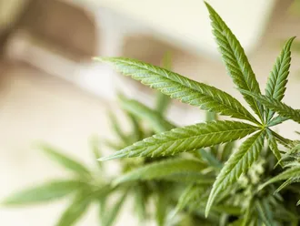 How Medical Marijuana and CBD Affect Post-Traumatic Stress Disorder (PTSD)
