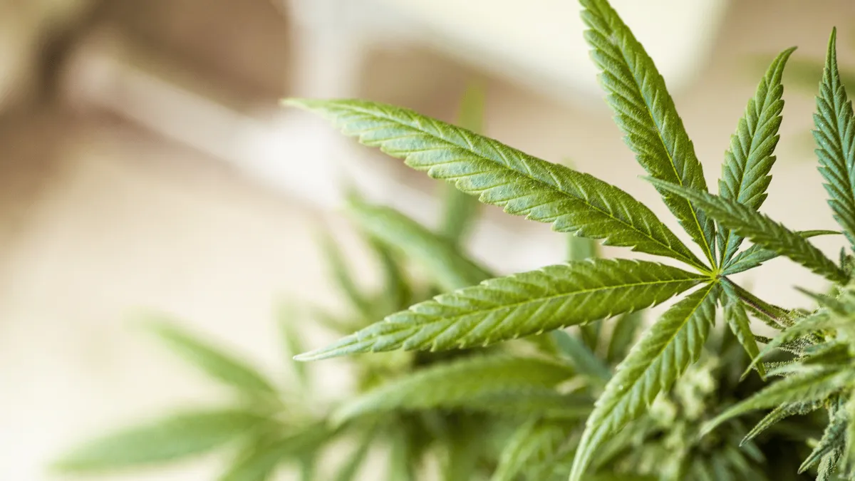 How Medical Marijuana and CBD Affect Post-Traumatic Stress Disorder (PTSD)