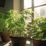 A Guide To Growing Your Own Medical Cannabis