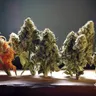 5 Cannabis Strains For Racing Thoughts