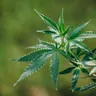 What Are The Benefits of CBG?