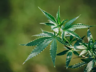 What Are The Benefits of CBG?