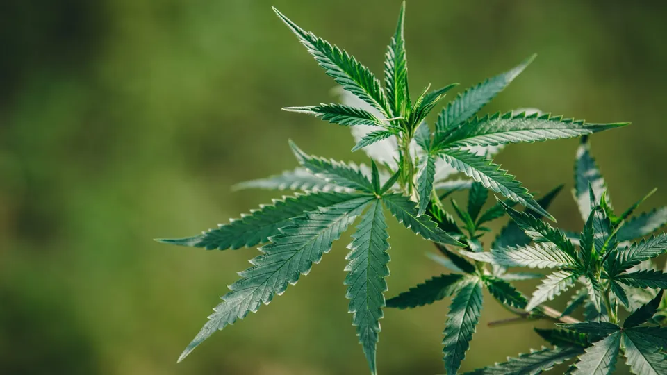 What Are The Benefits of CBG?