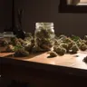 A Comprehensive Look At Hybrid Weed