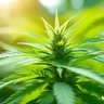 Choosing The Right Lighting Systems For Indoor Cannabis Cultivation