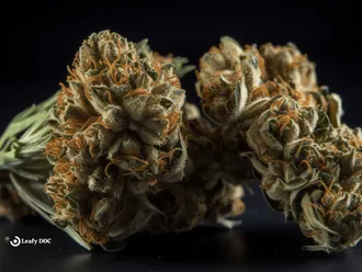 The 3 Best Cheese Weed Strains Of All Time