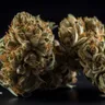 The 3 Best Cheese Weed Strains Of All Time