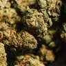 Sativa vs Indica - Which one is right for me?