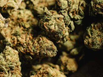 Sativa vs Indica - Which one is right for me?