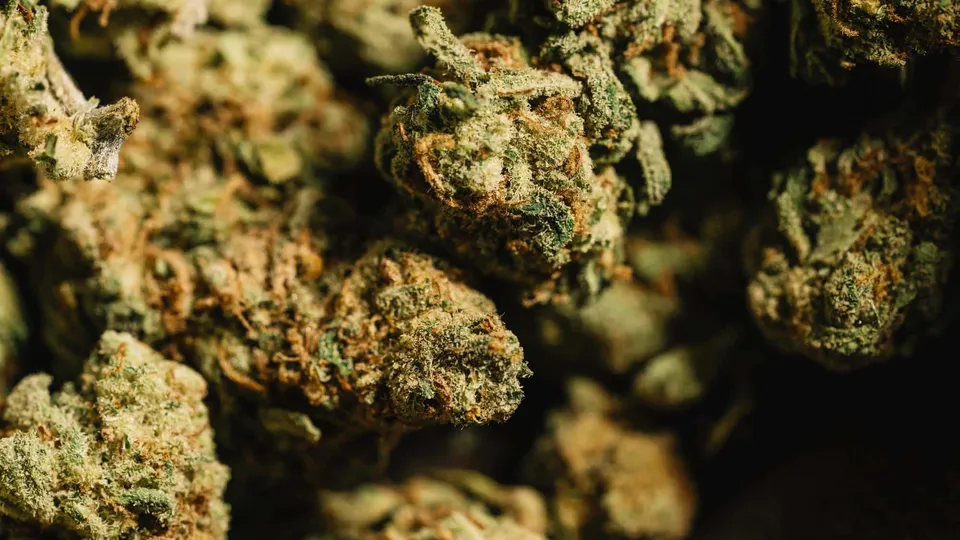 Sativa vs Indica - Which one is right for me?