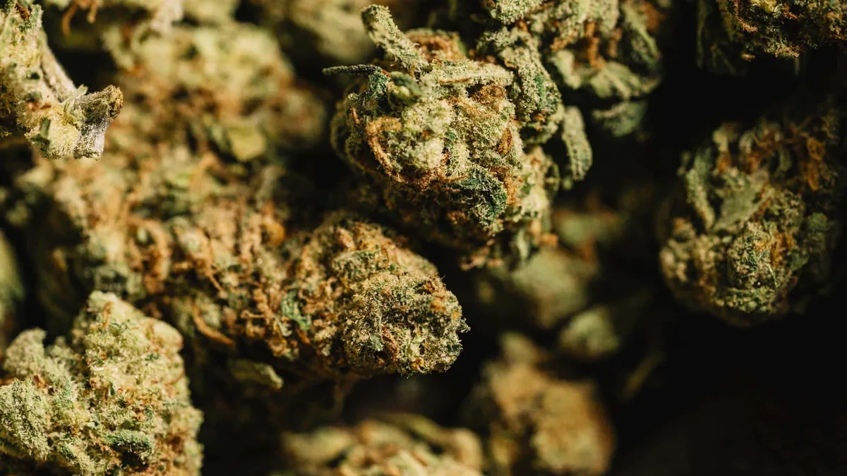 Sativa vs Indica - Which one is right for me?