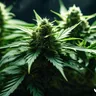 Using Terpenes In Cannabis For Anxiety Relief