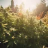 The Comprehensive Guide To Veganic Weed