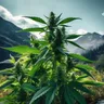 New Study Shows Medical Benefits Of Cannabis