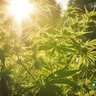 Exploring The Benefits Of CBD Oil For Pain Management