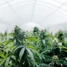 The Future of Medical Marijuana: Emerging Trends and Innovations