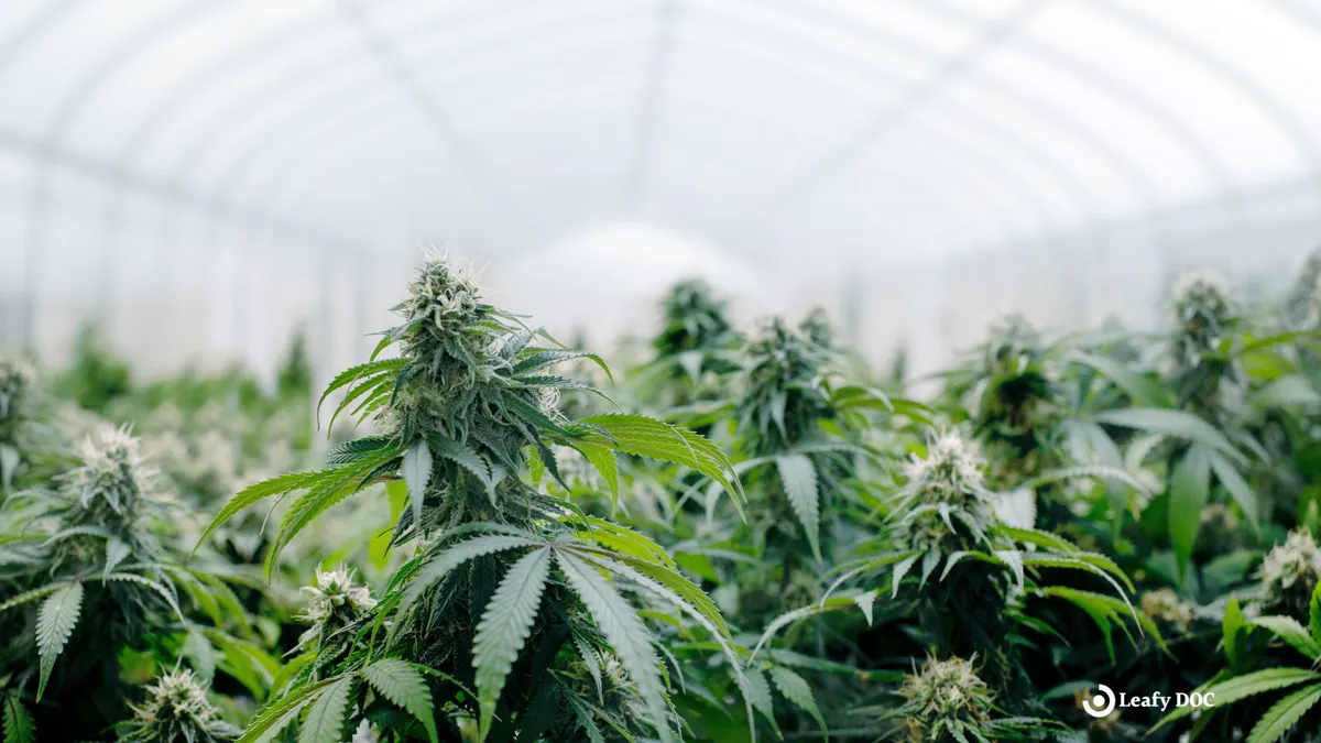 The Environmental Impact of Cannabis Cultivation: Sustainability and Best Practices