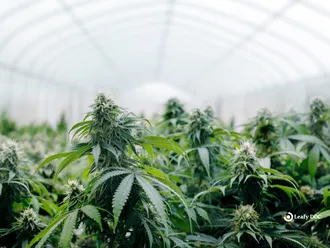 The Environmental Impact of Cannabis Cultivation: Sustainability and Best Practices