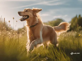 5 Reasons To Give CBD To Your Pets