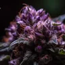 5 Facts About The Purple Urkle Weed Strain