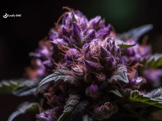 5 Facts About The Purple Urkle Weed Strain