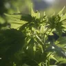 What Are Plant Growth Regulators For Weed?