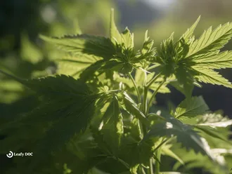 What Are Plant Growth Regulators For Weed?
