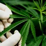 Medical Marijuana's Role in Cancer Treatment