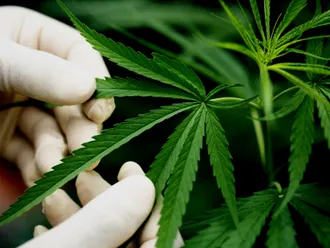 Medical Marijuana's Role in Cancer Treatment