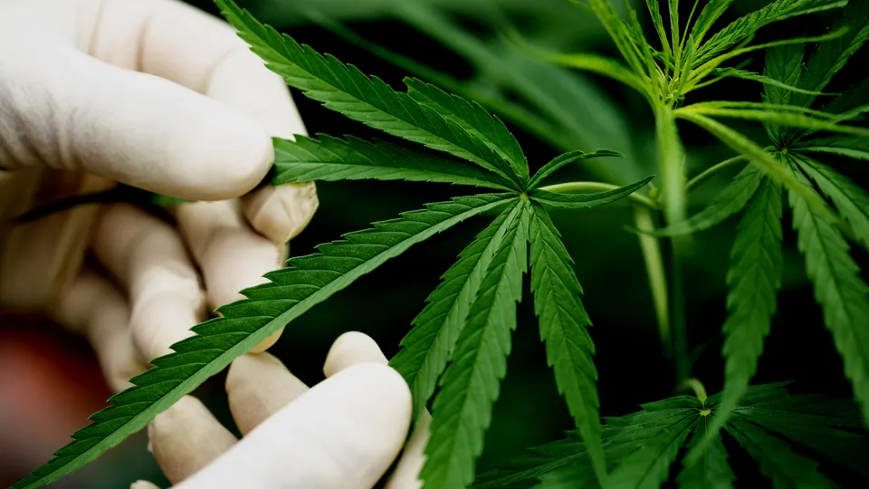 Medical Marijuana's Role in Cancer Treatment