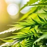 The Global Cannabis Market: Overview And Key Insights