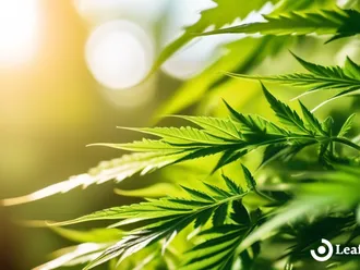 The Global Cannabis Market: Overview And Key Insights