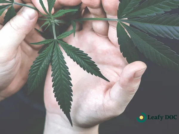 Impact of Adult-Use Cannabis Legalization on Teen Marijuana Use