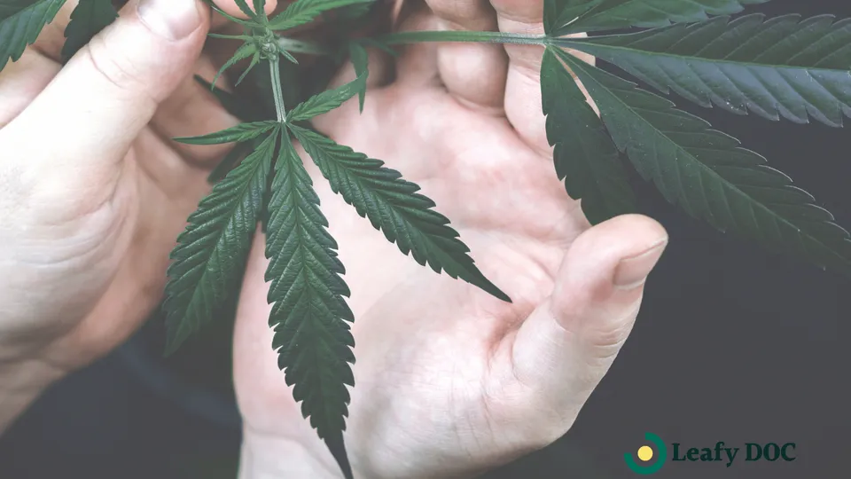 Impact of Adult-Use Cannabis Legalization on Teen Marijuana Use