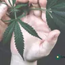 Impact of Adult-Use Cannabis Legalization on Teen Marijuana Use