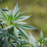 What are the Weed Shakes?
